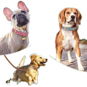 Double-Layer Leather Dog Collar – Durable & Stylish