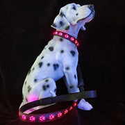 LED Dog Collar – 7-Color Luminous Paw Print