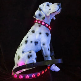 LED Dog Collar – 7-Color Luminous Paw Print