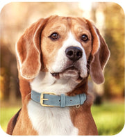 Double-Layer Leather Dog Collar – Durable & Stylish