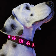 LED Dog Collar – 7-Color Luminous Paw Print